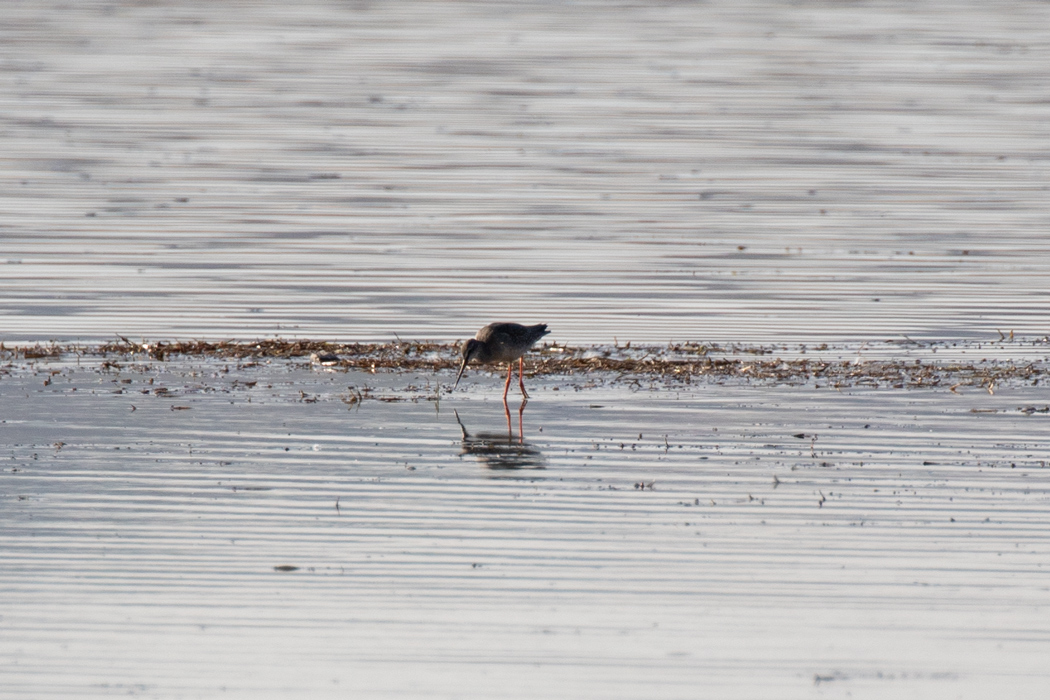 Spotted Redshank