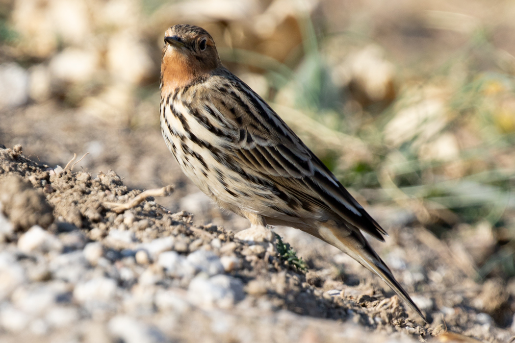Red-throated Pipit