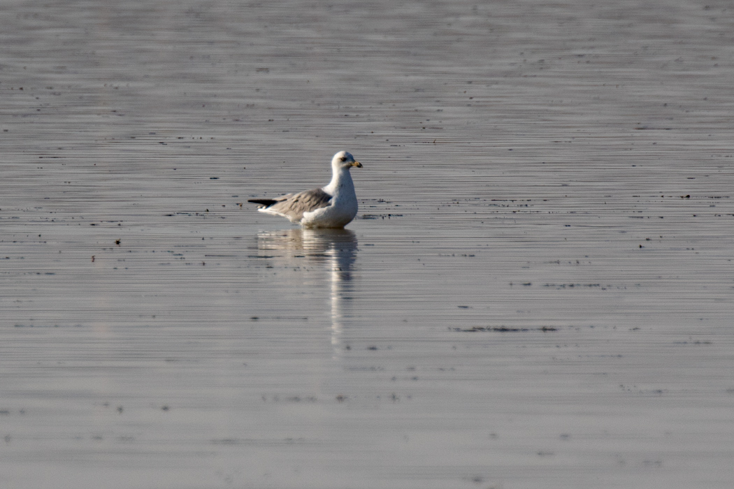 Armenian Gull