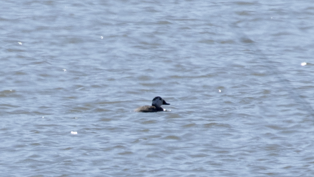 White-headed Duck