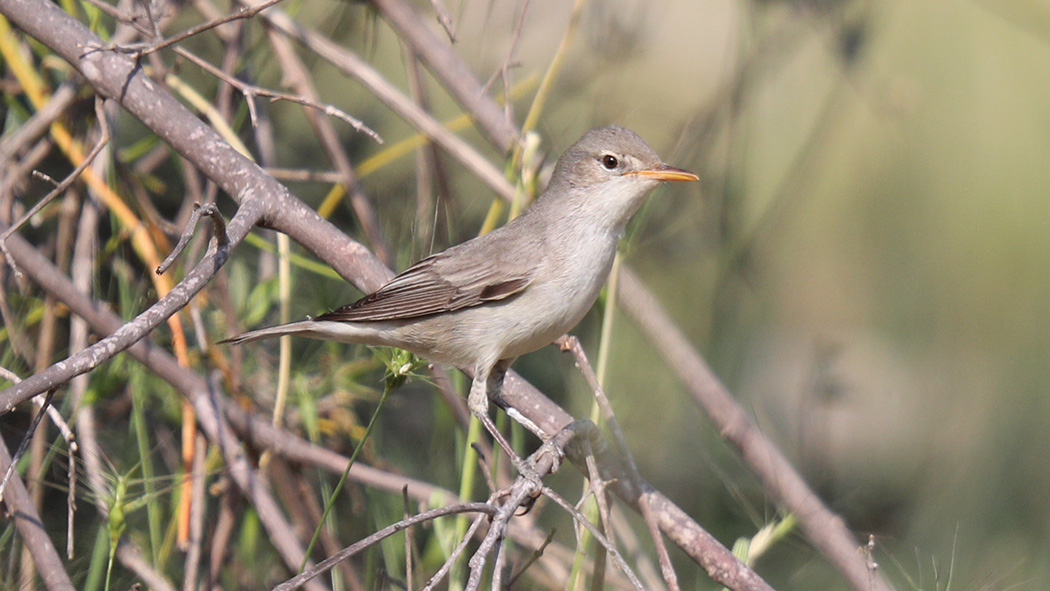 Olive-tree Warbler