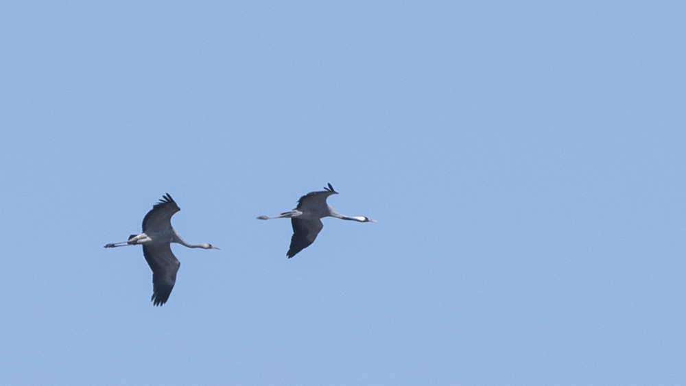 Common Crane