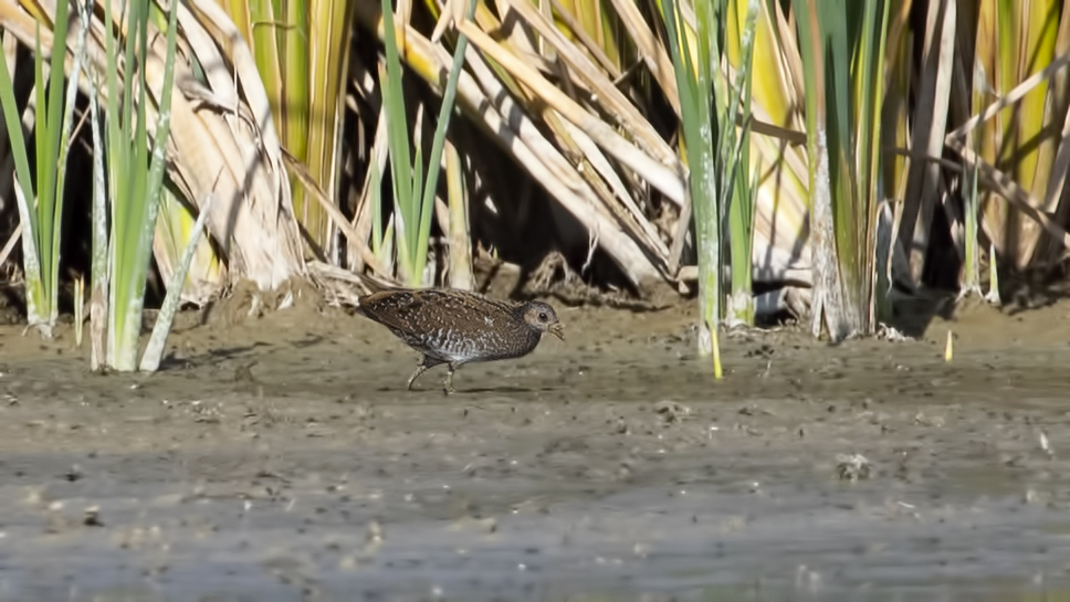 Spotted Crake