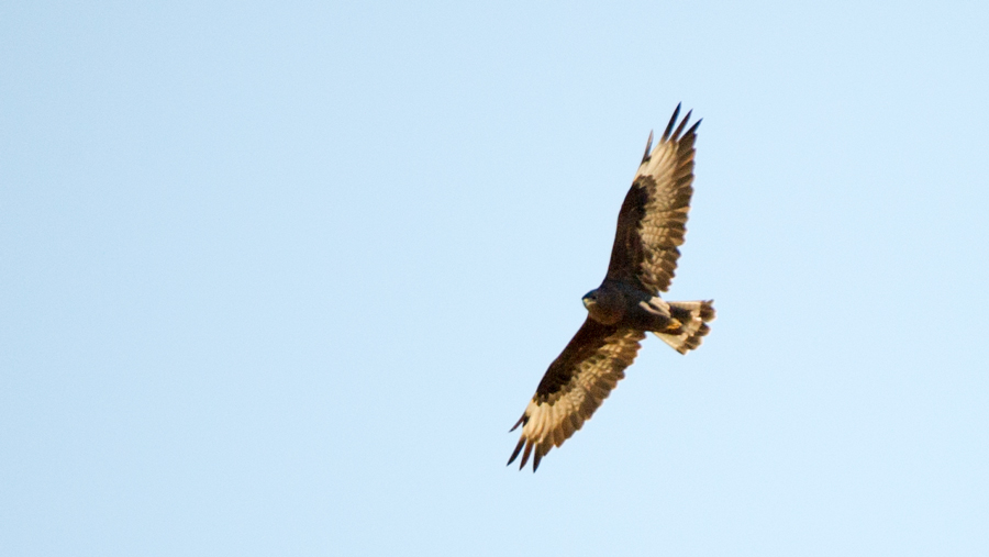 Rough-legged Buzzard