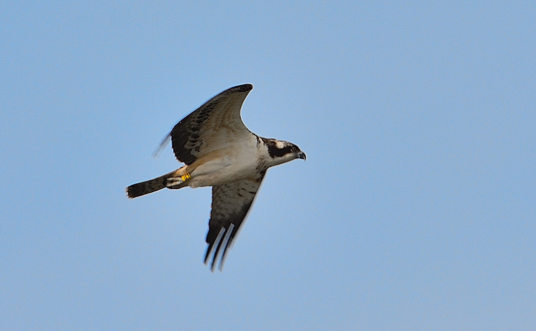 Osprey