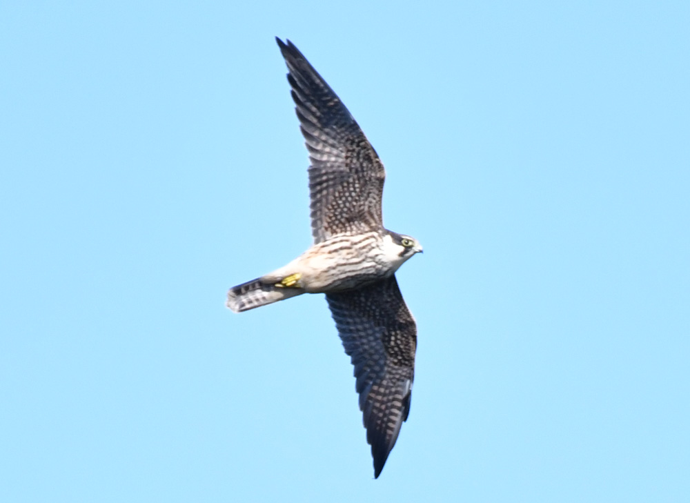 Eurasian Hobby