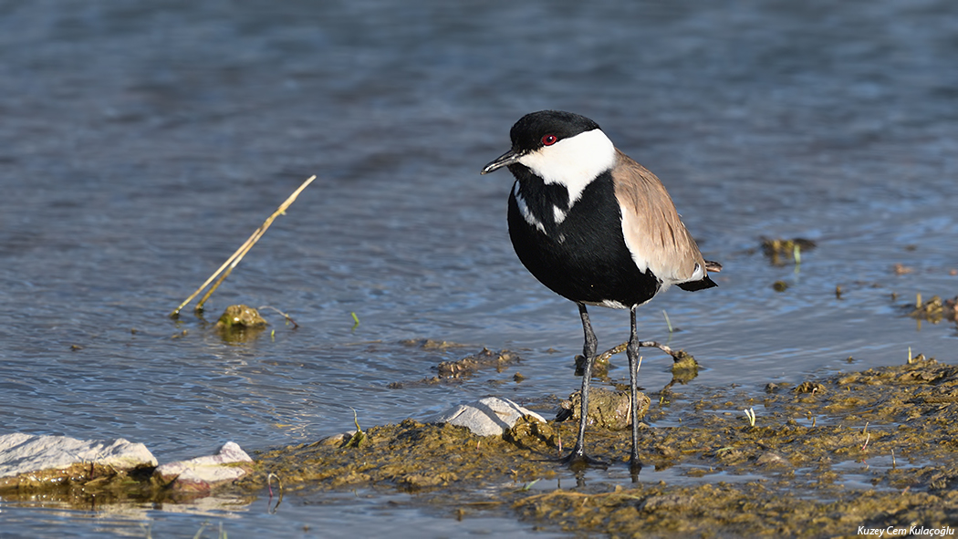 Spur-winged Lapwing