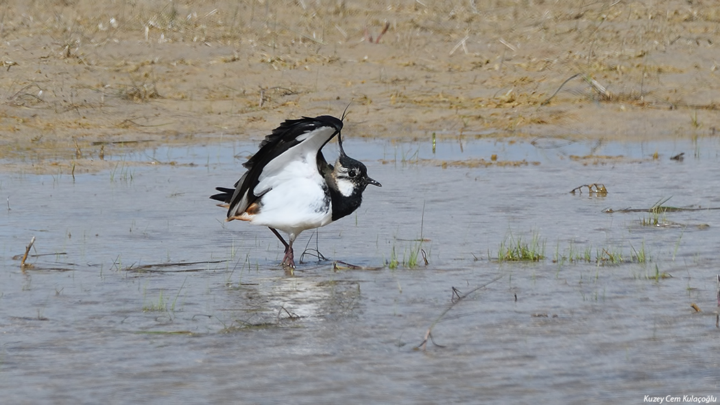 Northern Lapwing