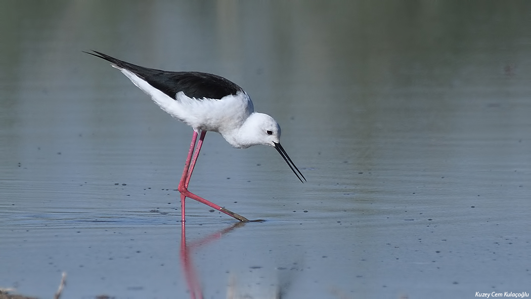 Black-winged Stilt