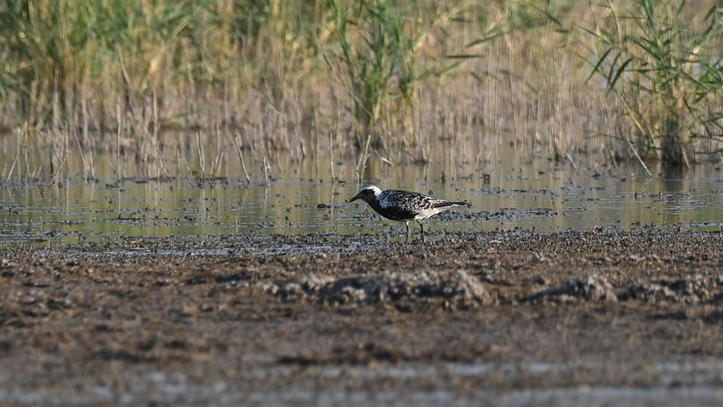 Grey Plover