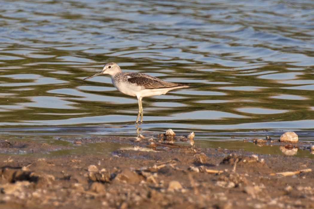 Common Greenshank