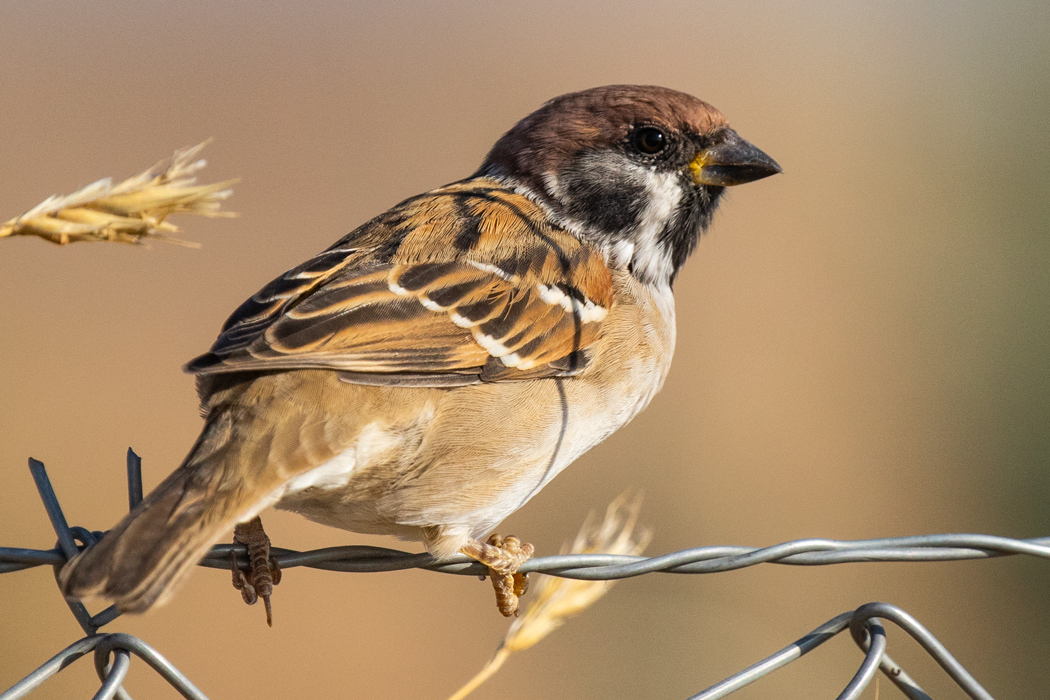 Eurasian Tree Sparrow