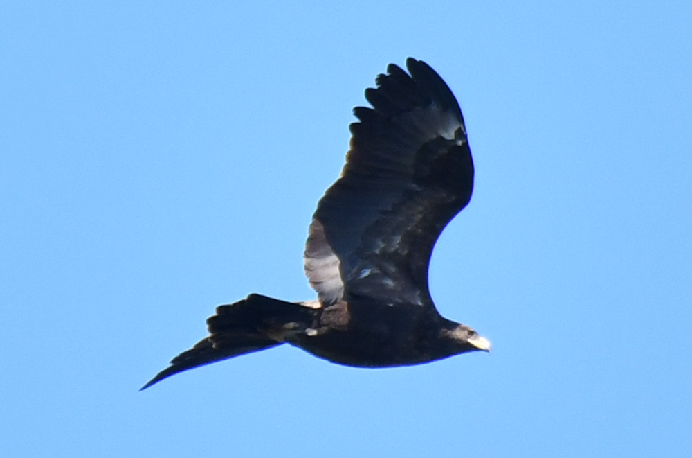 Greater Spotted Eagle