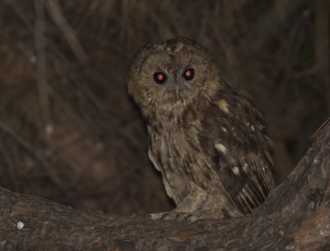 Tawny Owl