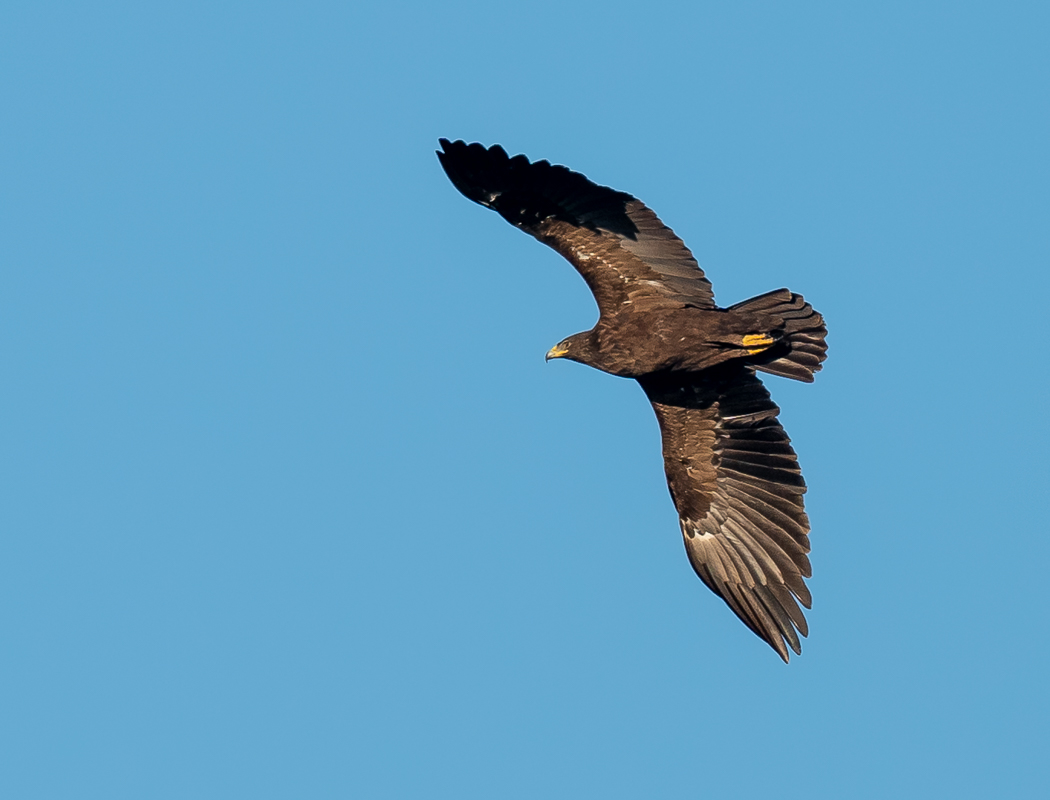Greater Spotted Eagle