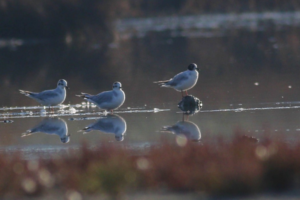 Little Gull