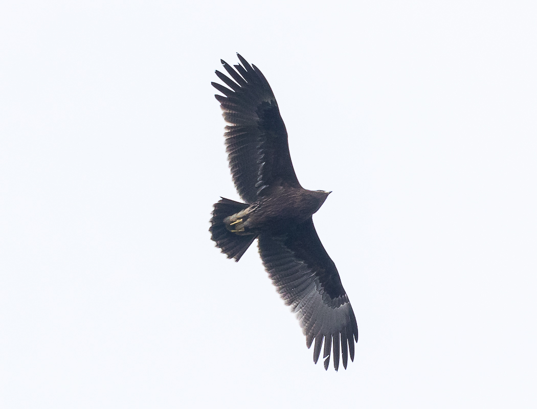 Greater Spotted Eagle