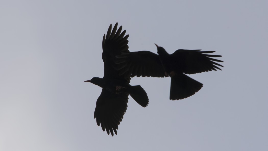 Red-billed Chough