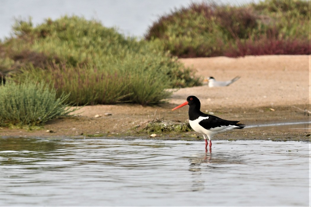 Eurasian Oystercatcher
