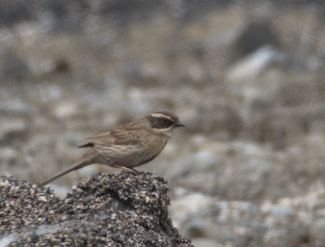 Radde`s Accentor