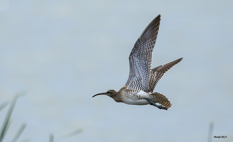 Eurasian Whimbrel