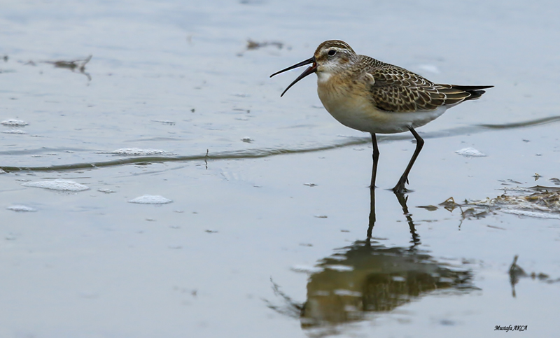 Curlew Sandpiper
