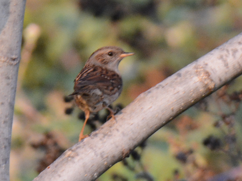 Dunnock