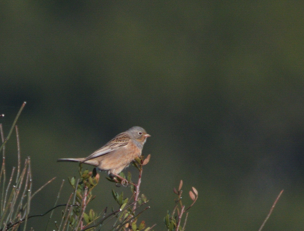 Cretzschmar`s Bunting