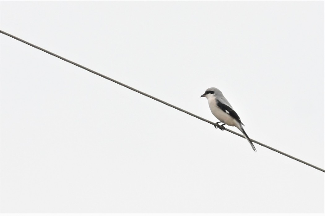 Great Grey Shrike