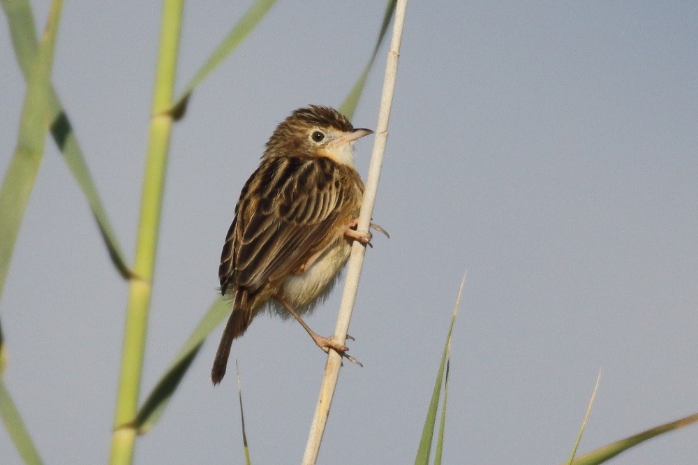 Zitting Cisticola