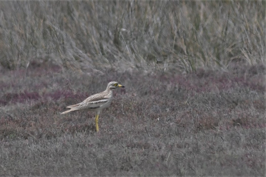 Eurasian Stone-curlew