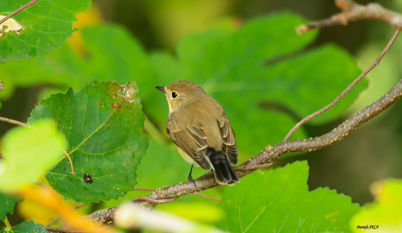 Red-breasted Flycatcher