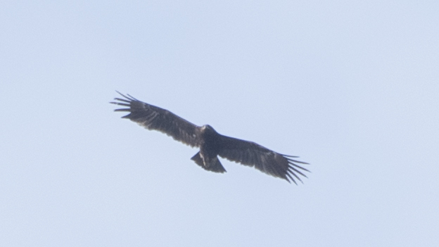 Greater Spotted Eagle