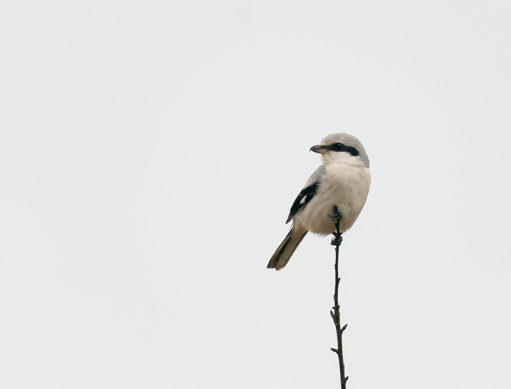 Great Grey Shrike