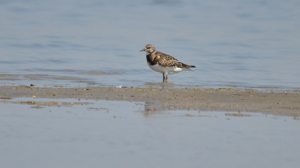 Ruddy Turnstone