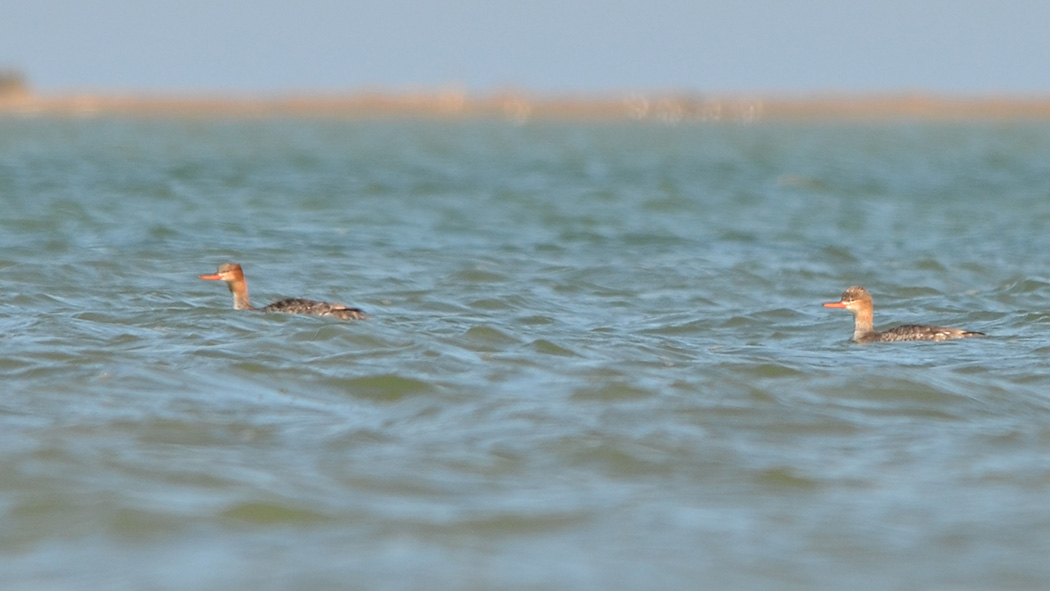 Red-breasted Merganser