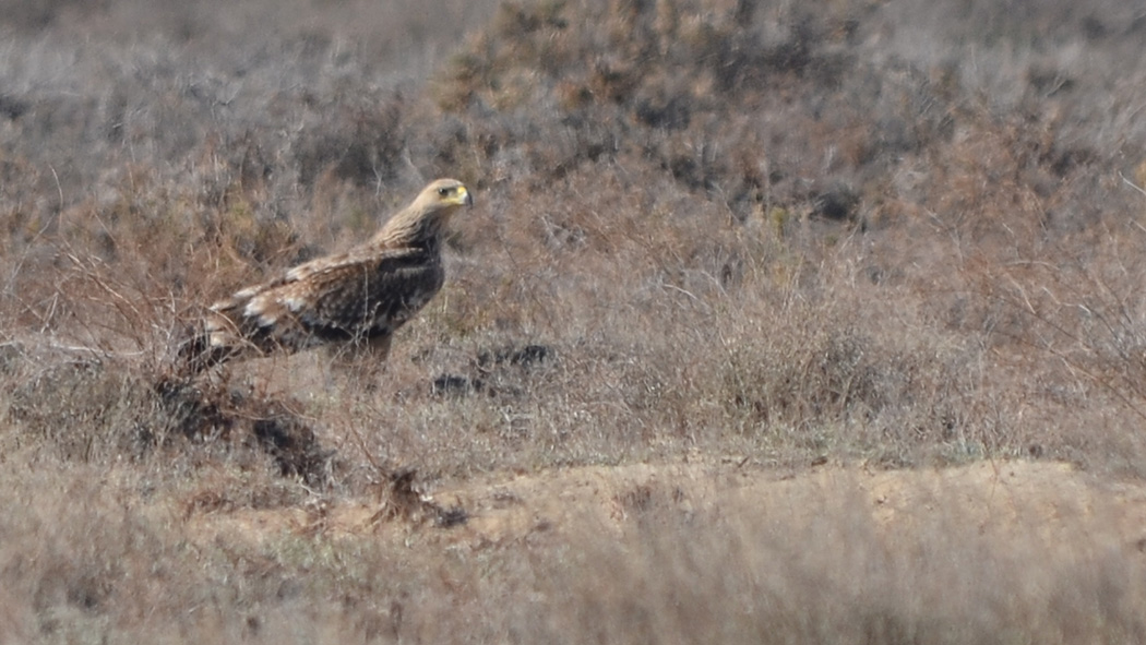 Eastern Imperial Eagle