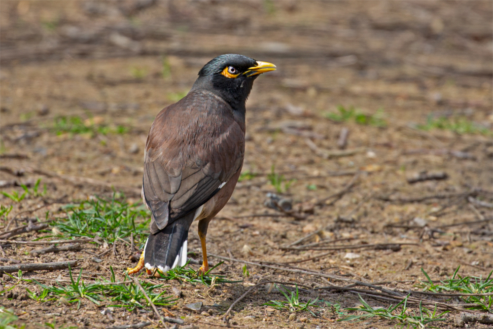 Common Myna