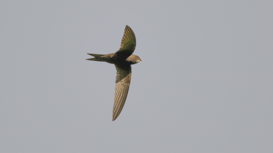 Common Swift