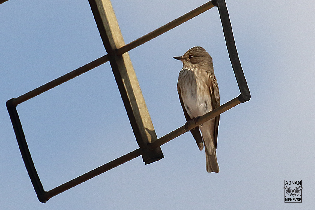 Spotted Flycatcher