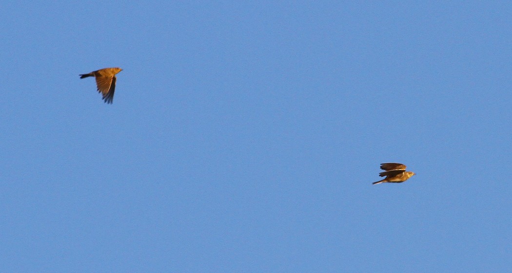 Eurasian Skylark