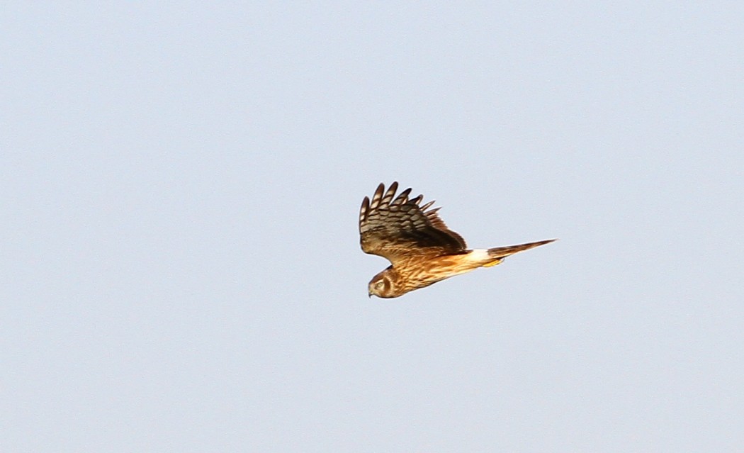 Hen Harrier