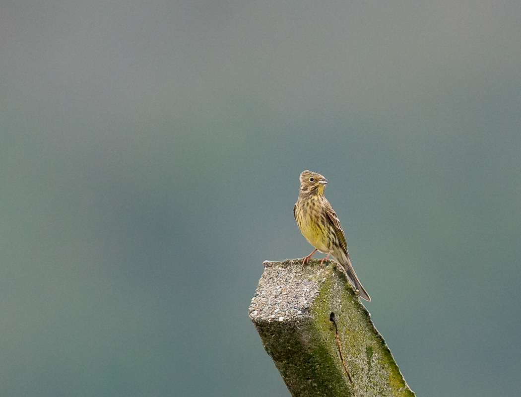 Yellowhammer