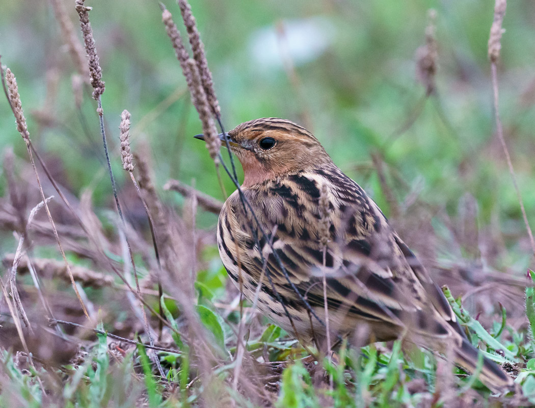 Red-throated Pipit