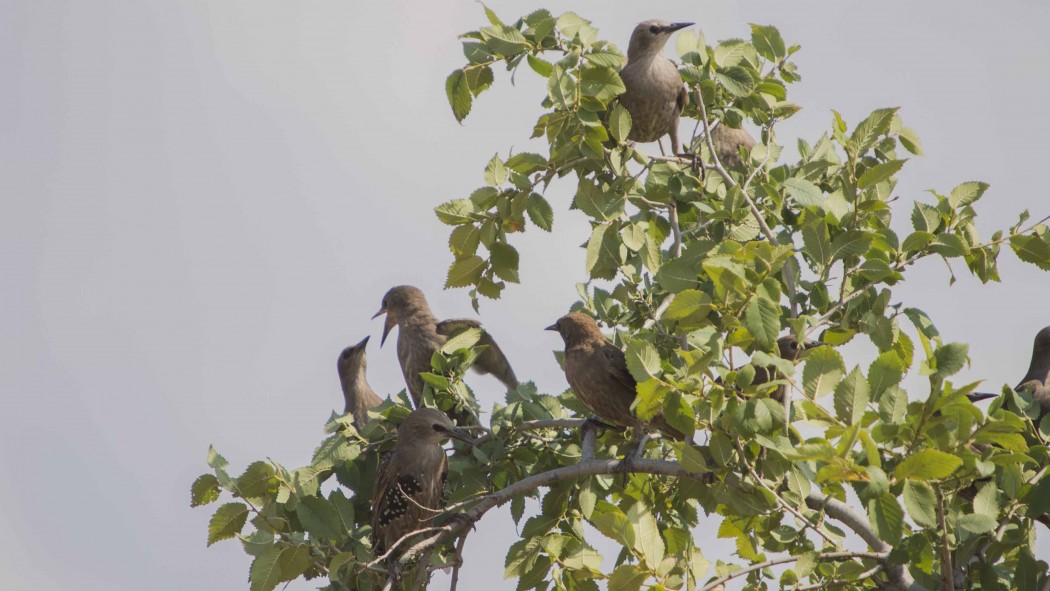 Common Starling