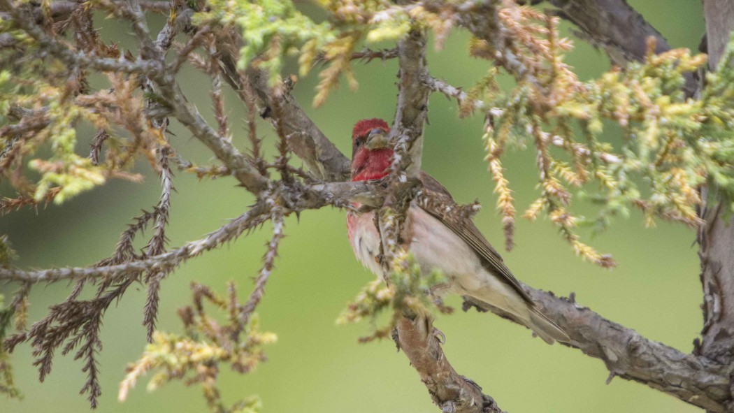 Common Rosefinch
