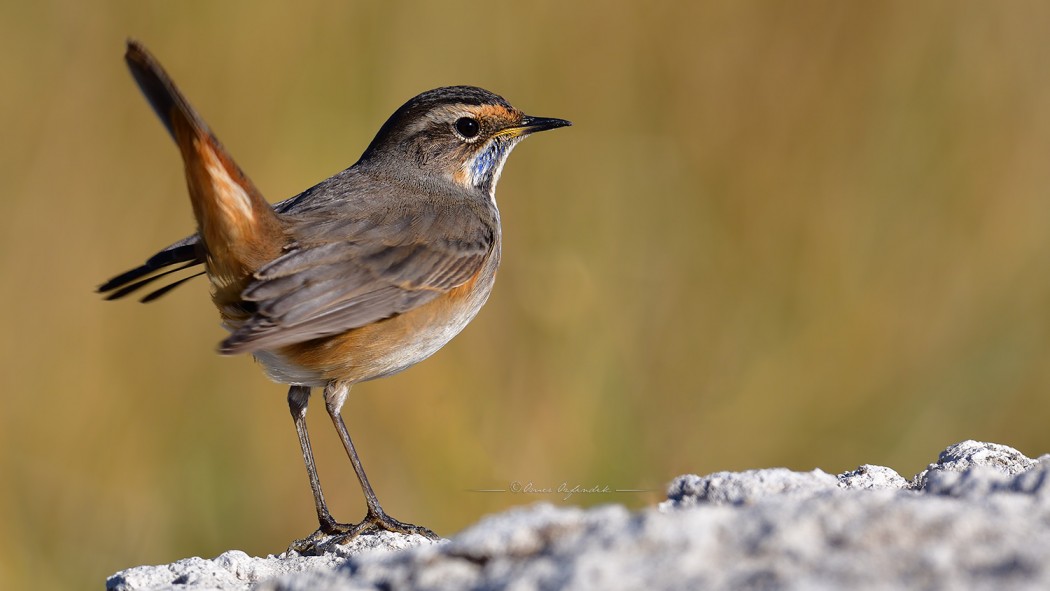 Bluethroat