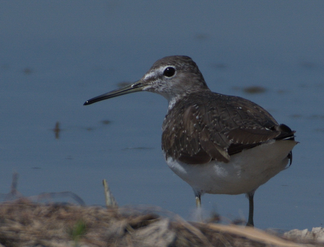 Green Sandpiper