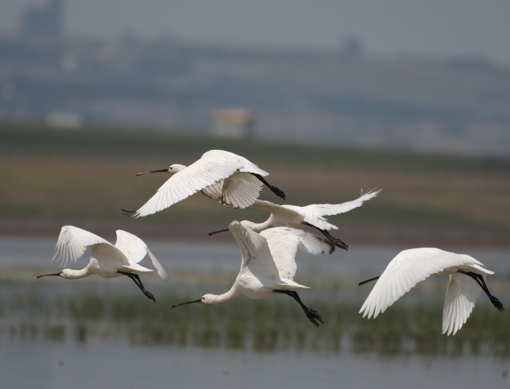 Eurasian Spoonbill