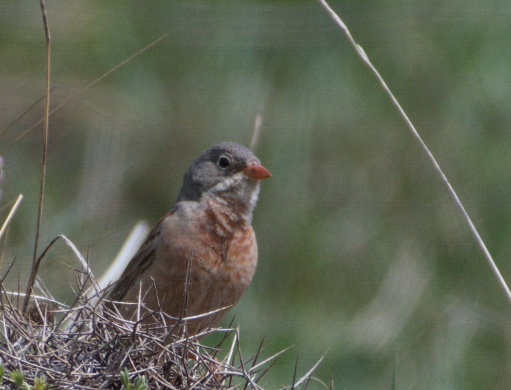 Grey-necked Bunting